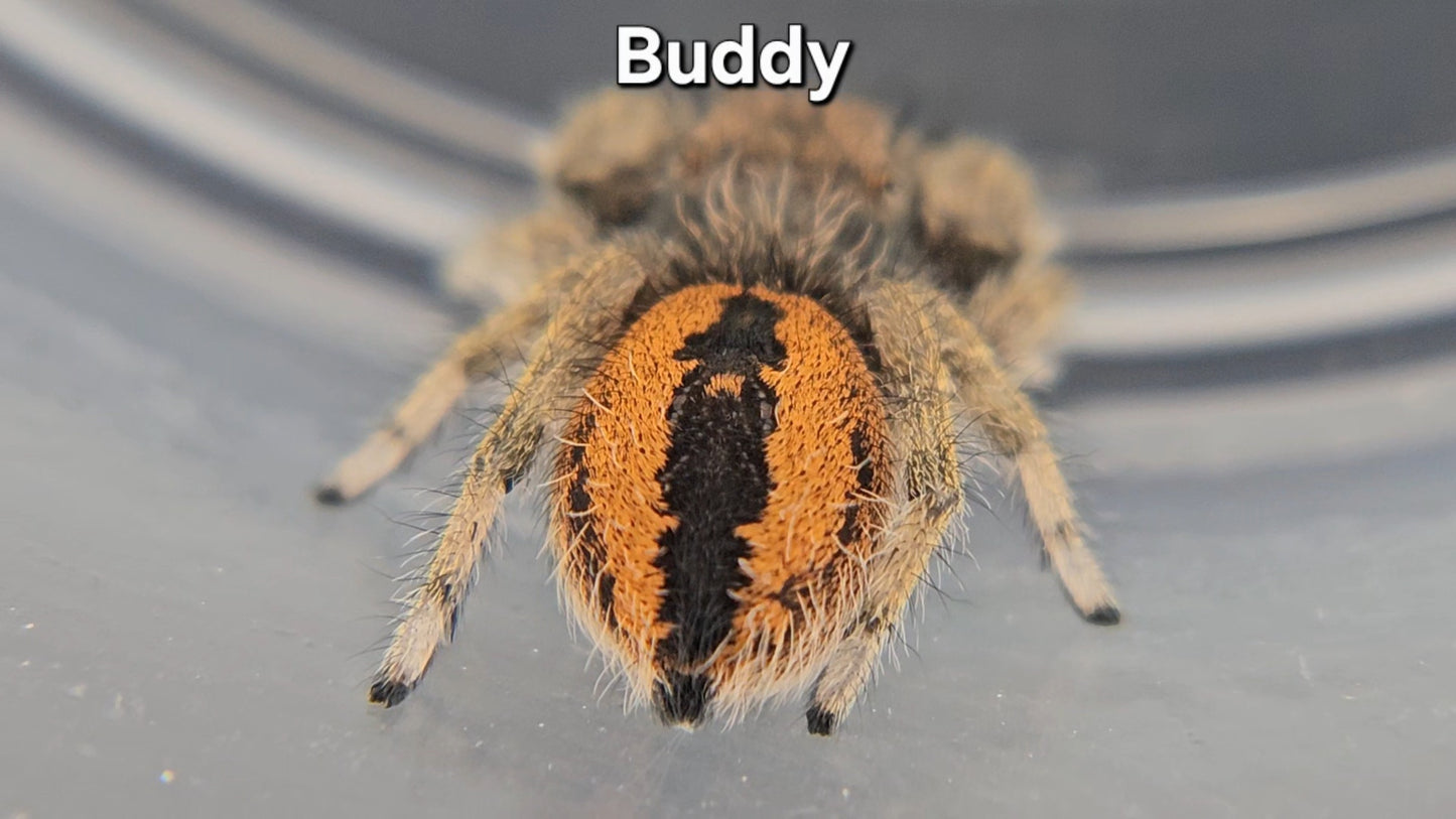 Buddy - Male Phidippus ardens