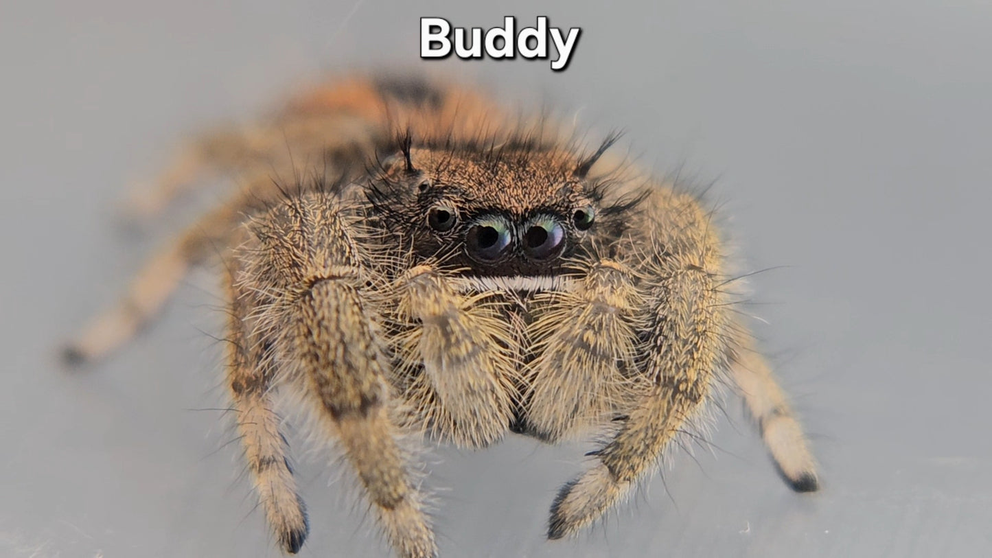 Buddy - Male Phidippus ardens