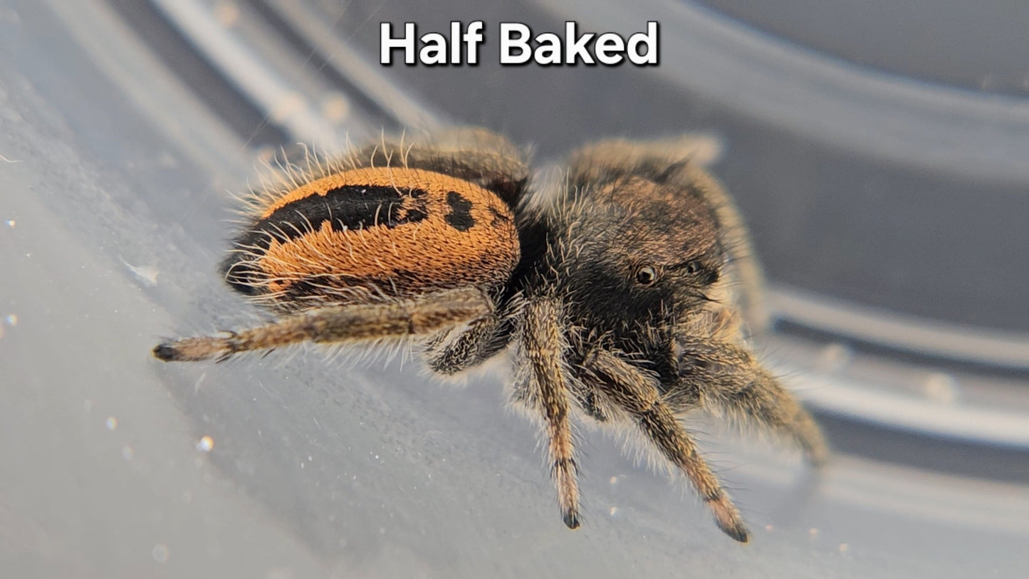 Half Baked - Male Phidippus ardens