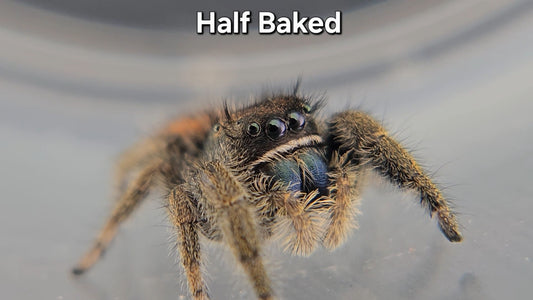 Half Baked - Male Phidippus ardens