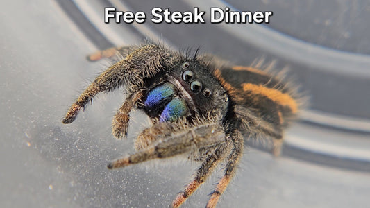 Free Steak Dinner - Male Phidippus ardens