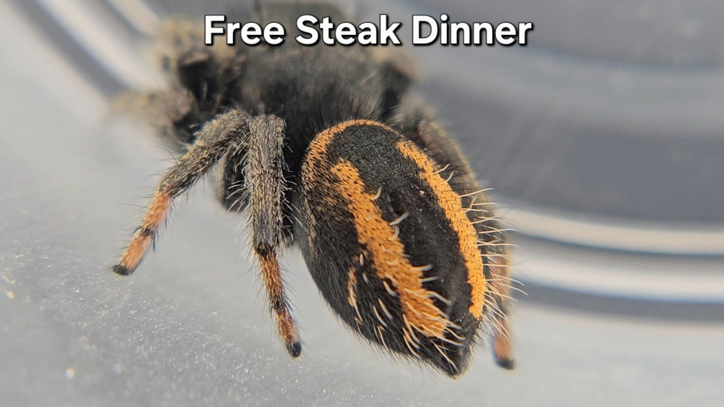Free Steak Dinner - Male Phidippus ardens