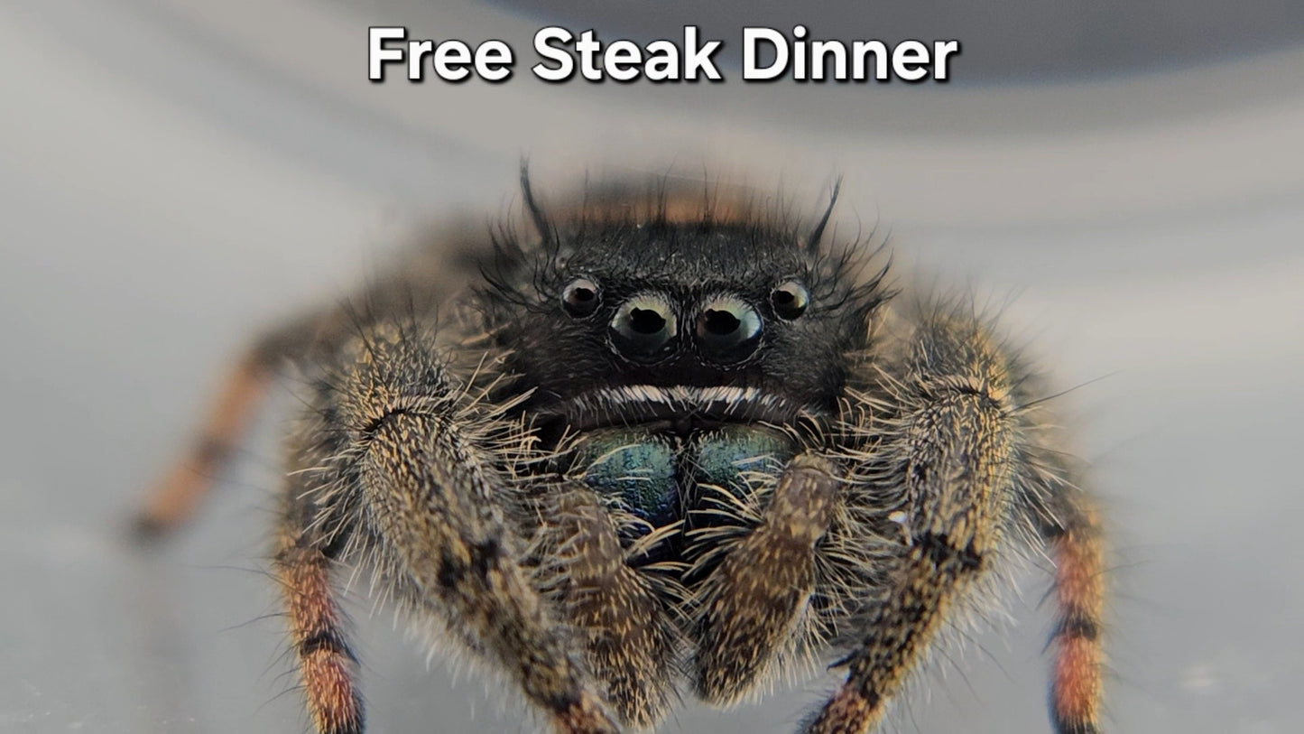 Free Steak Dinner - Male Phidippus ardens