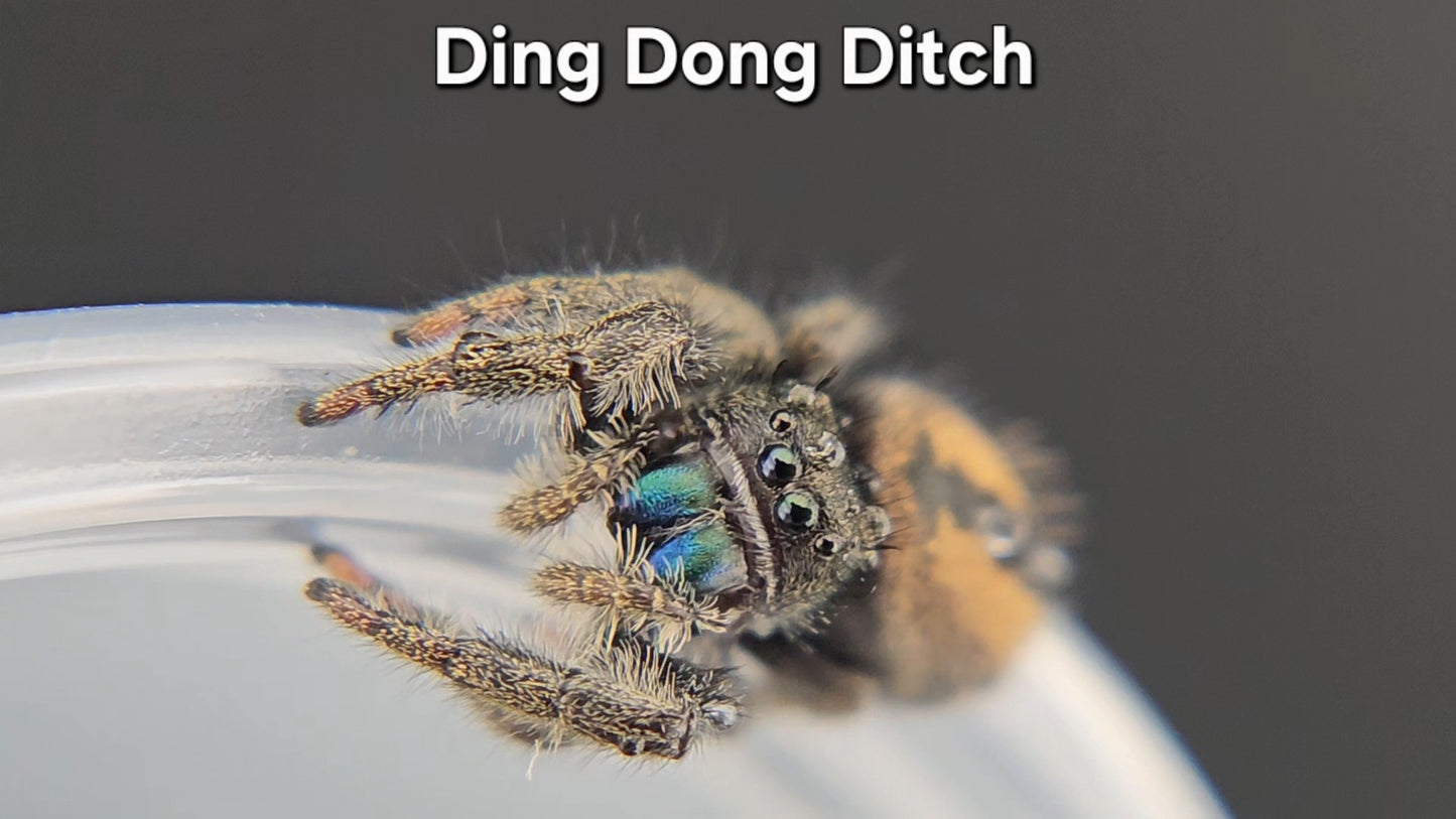 Ding Dong Ditch -Male (?) Phidippus ardens