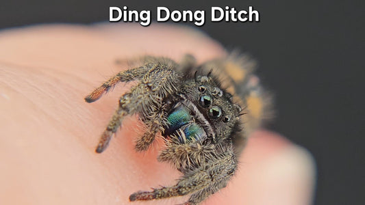 Ding Dong Ditch -Male (?) Phidippus ardens