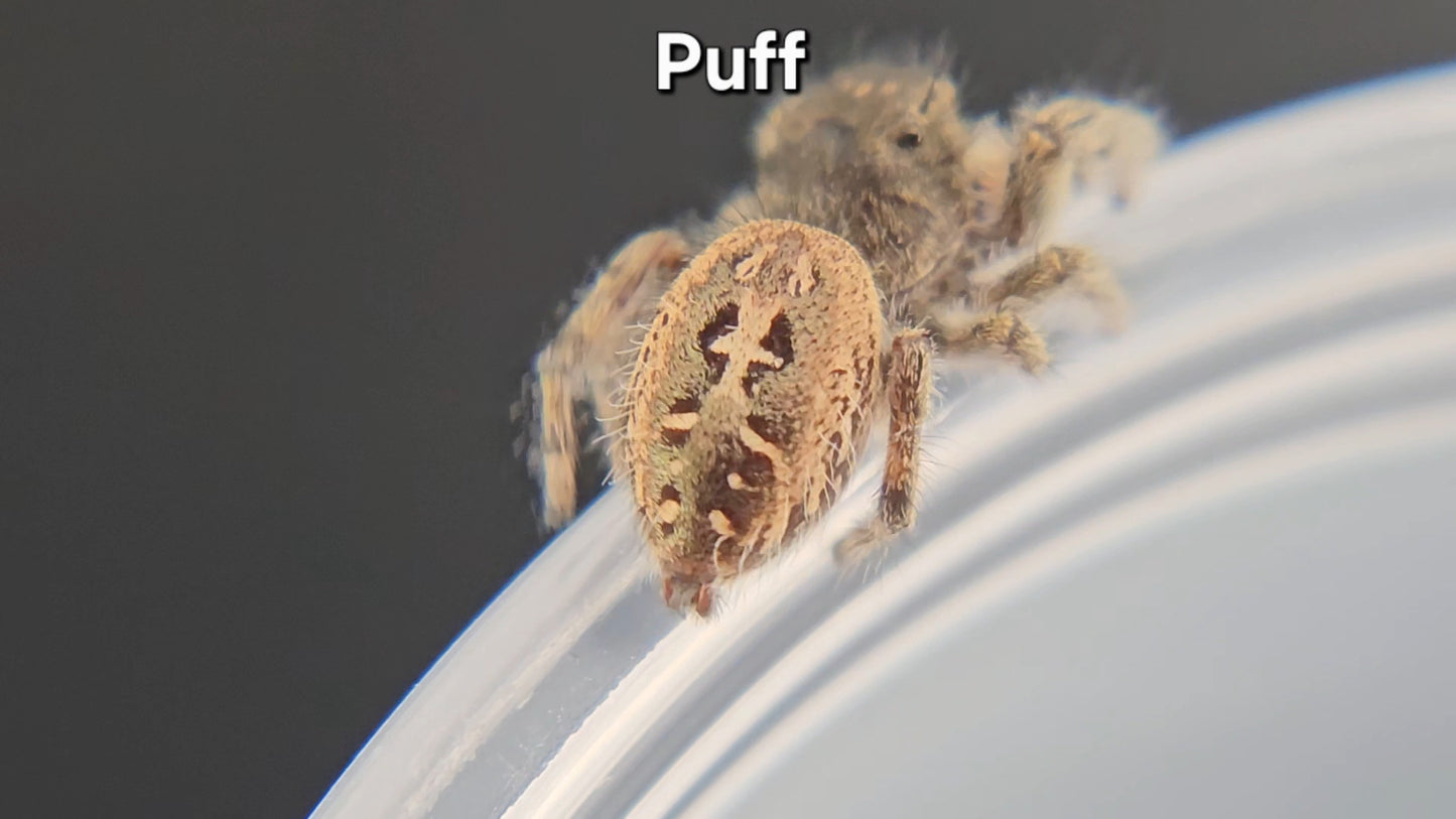 Puff - Male(?) Phidippus texanus