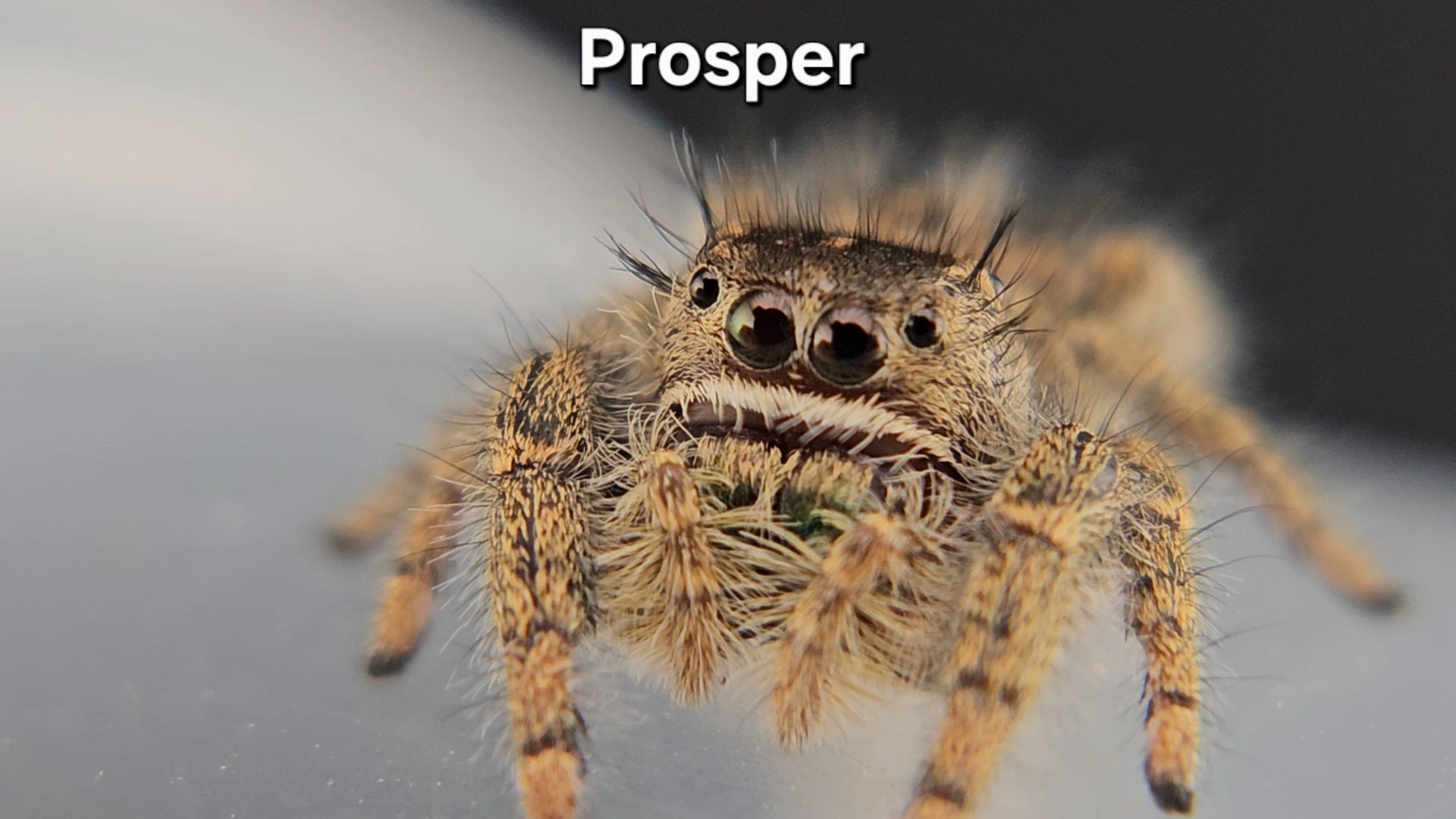 Prosper - Unsexed Phidippus texanus – Super Spood Jumpers