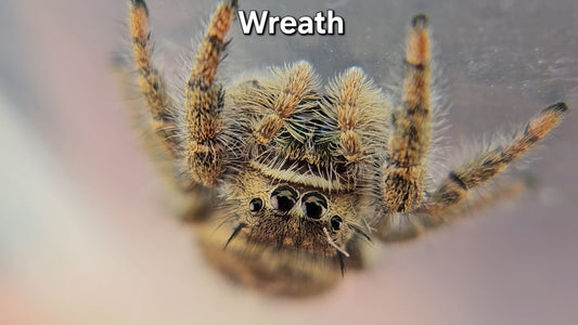 Wreath - Unsexed(F?) Phidippus texanus