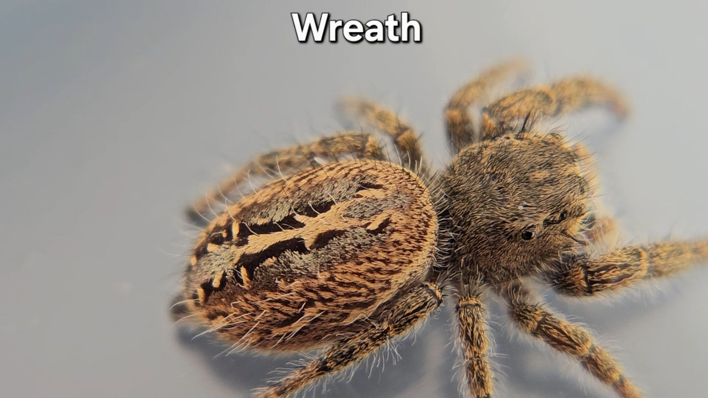 Wreath - Unsexed(F?) Phidippus texanus
