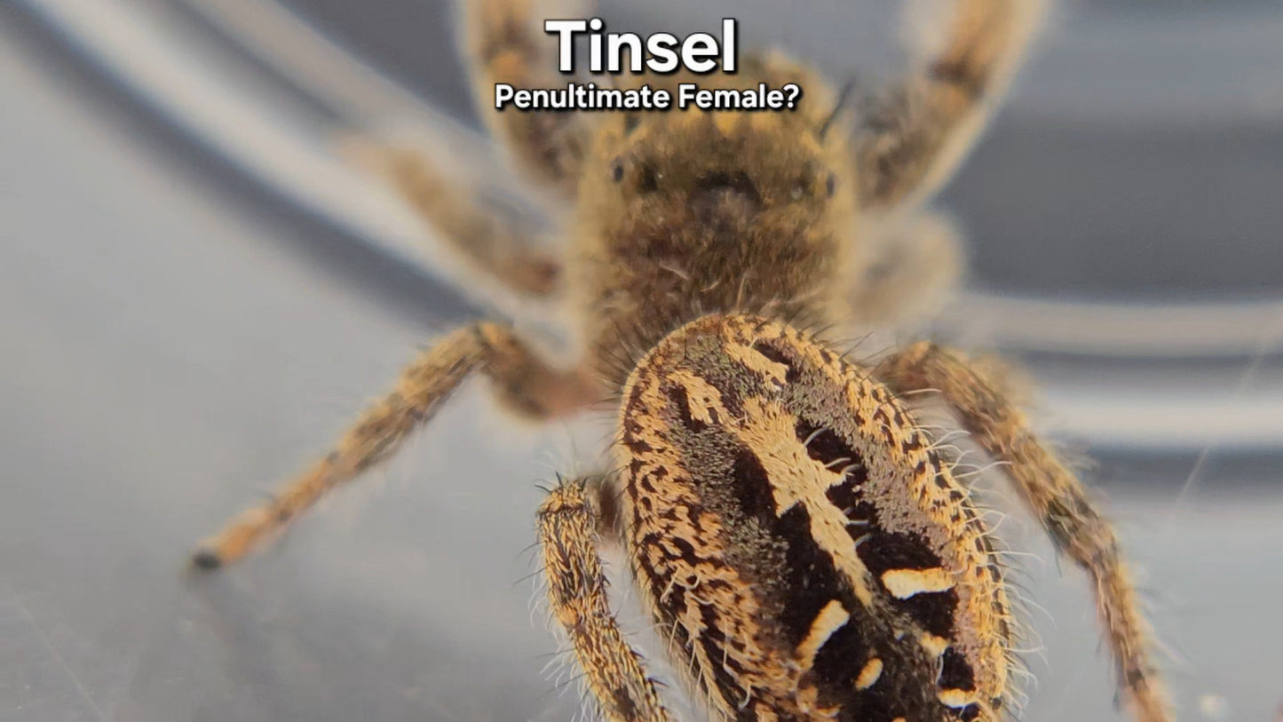 Tinsel - Female Phidippus texanus