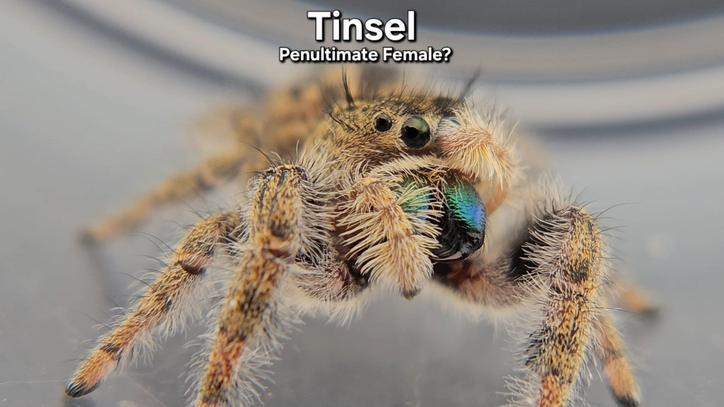 Tinsel - Female Phidippus texanus
