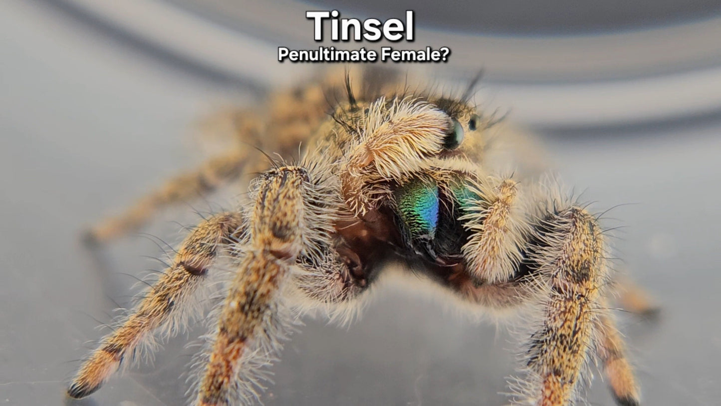 Tinsel - Female Phidippus texanus