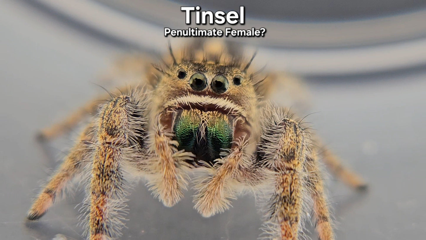 Tinsel - Female Phidippus texanus
