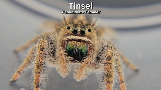 Tinsel - Female Phidippus texanus