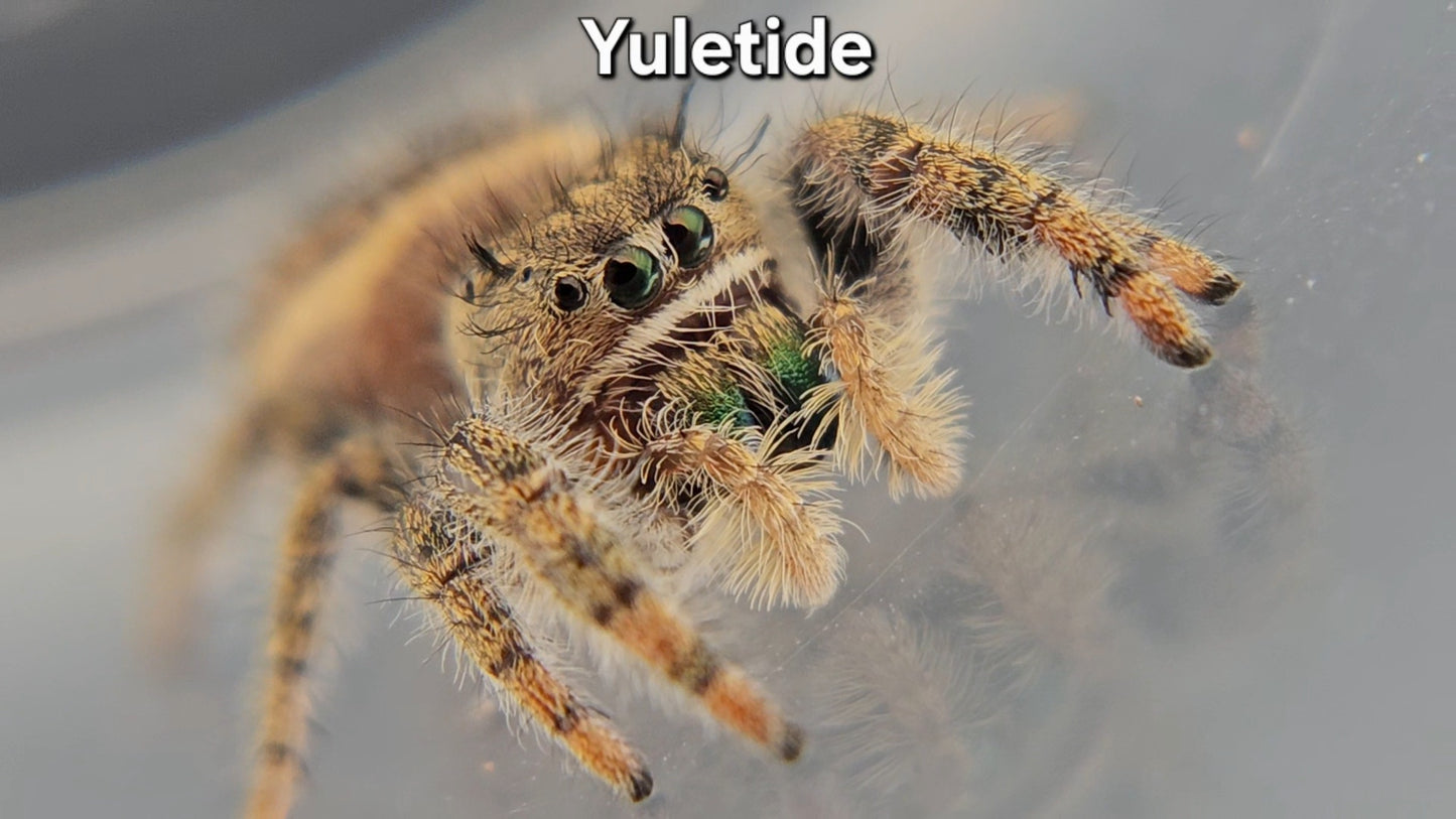 Yuletide - Unsexed Phidippus texanus