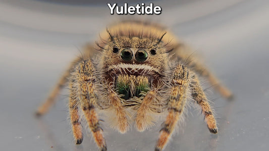 Yuletide - Unsexed Phidippus texanus