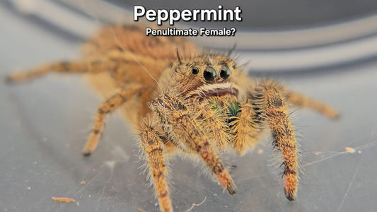 Peppermint - Female Phidippus texanus