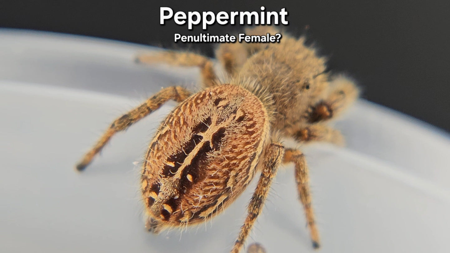 Peppermint - Female Phidippus texanus
