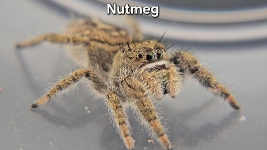 Nutmeg - Unsexed Phidippus texanus