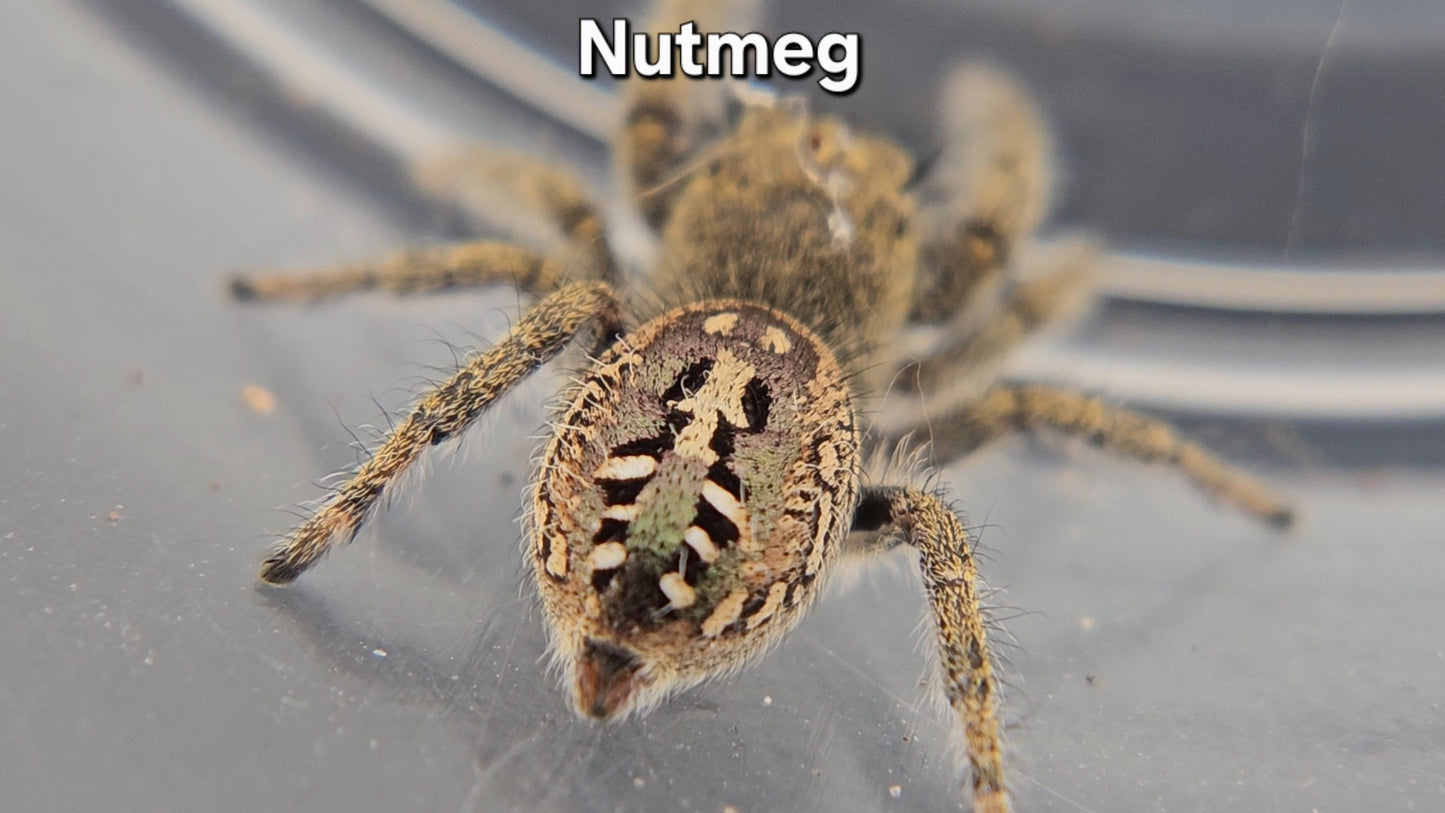 Nutmeg - Unsexed Phidippus texanus