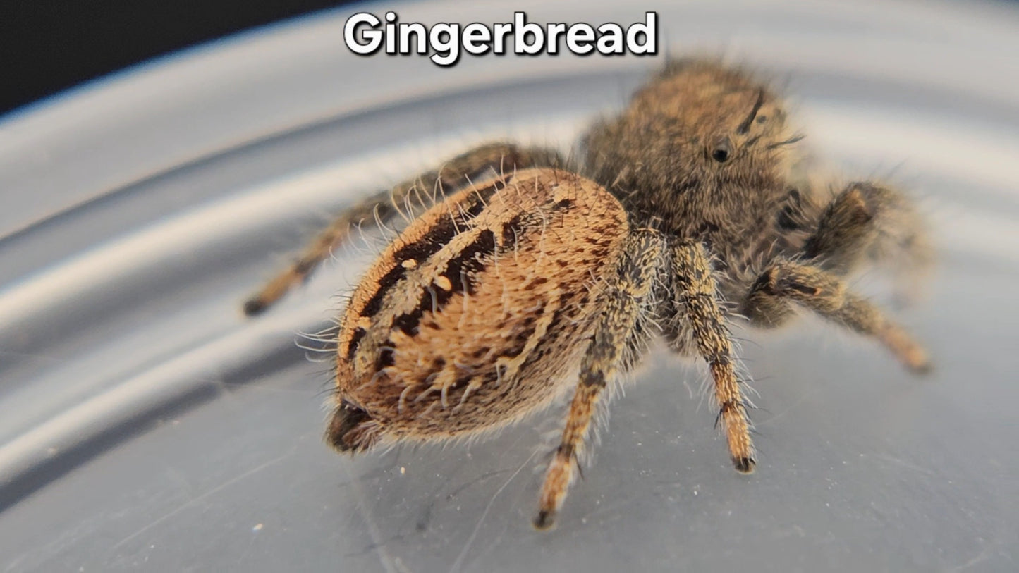 Gingerbread - Male Phidippus texanus