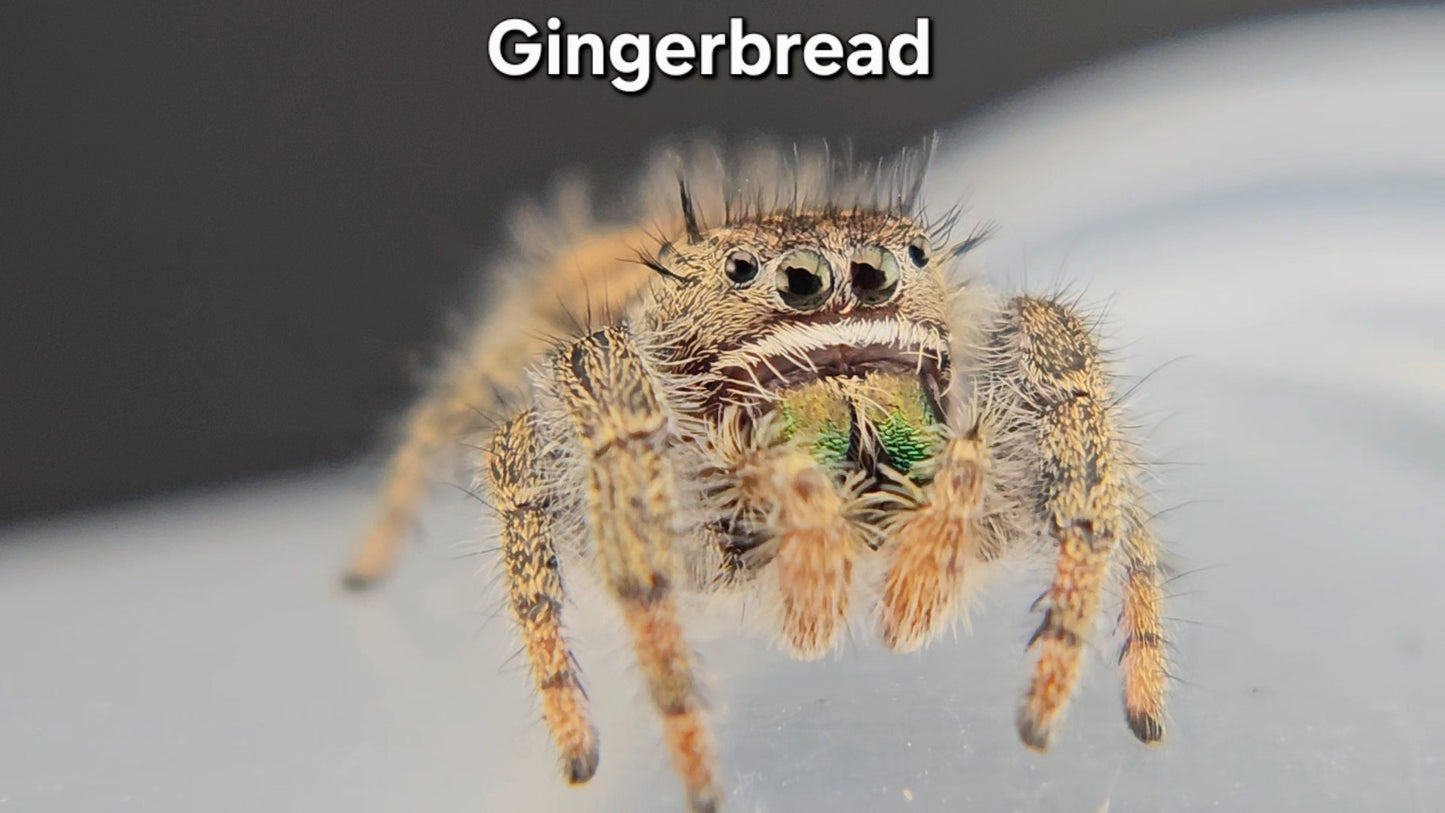 Gingerbread - Male Phidippus texanus
