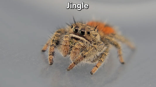 Jingle - Male Phidippus texanus