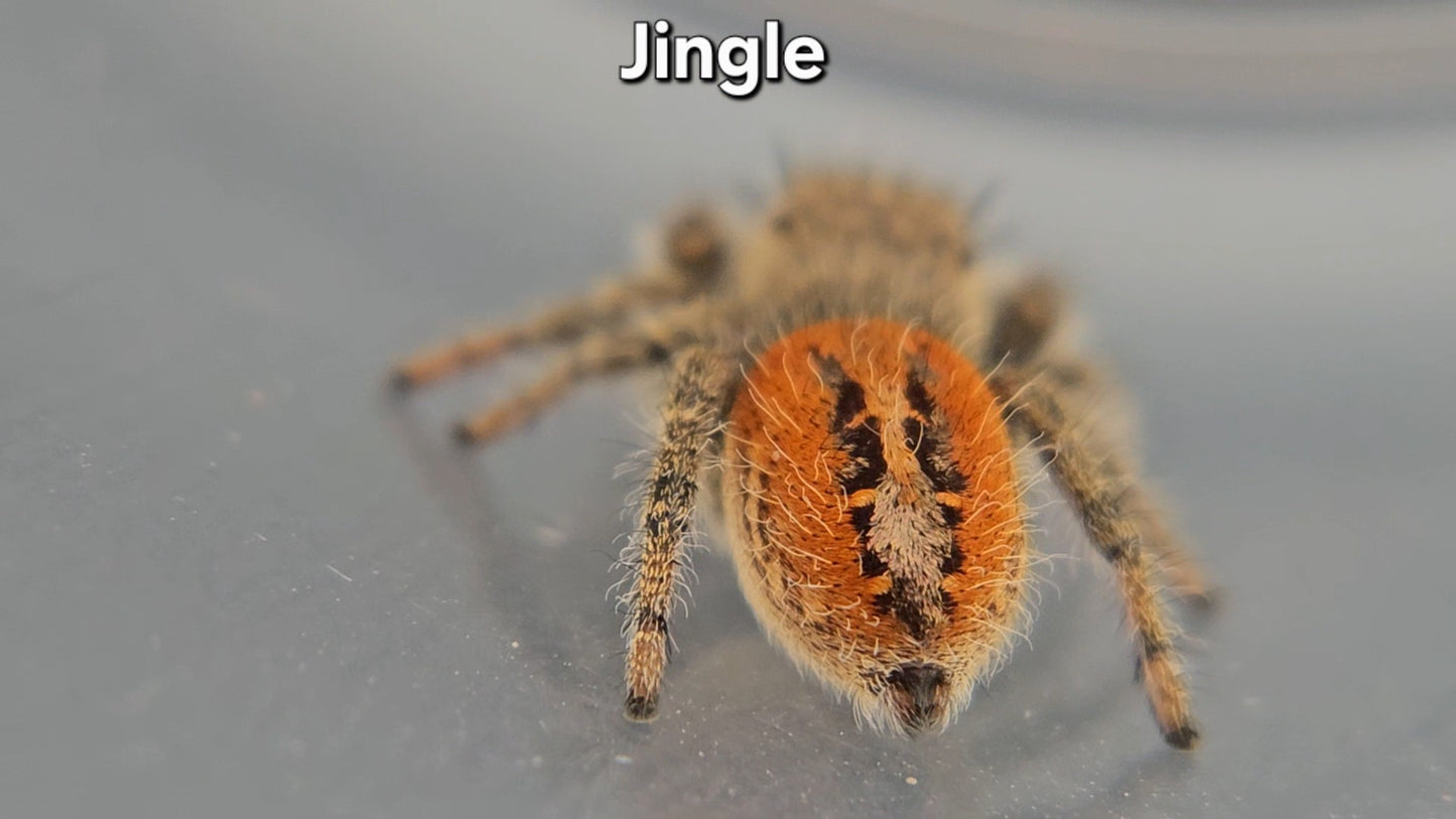 Jingle - Male Phidippus texanus