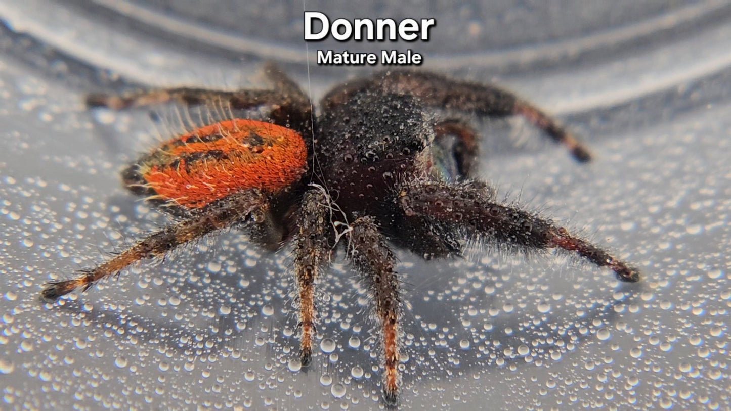 Donner- Male Phidippus texanus