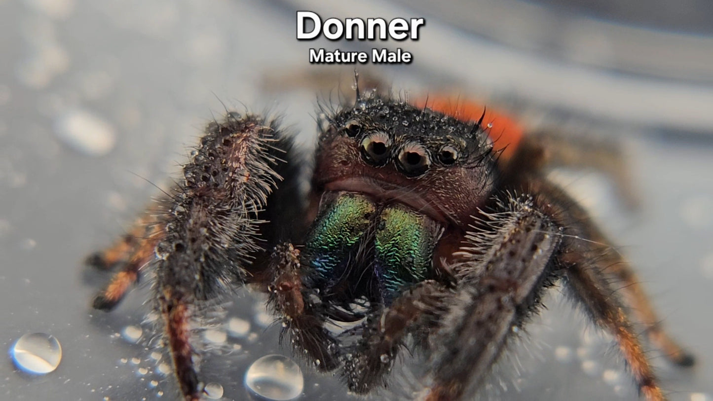 Donner- Male Phidippus texanus