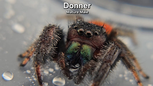Donner- Male Phidippus texanus