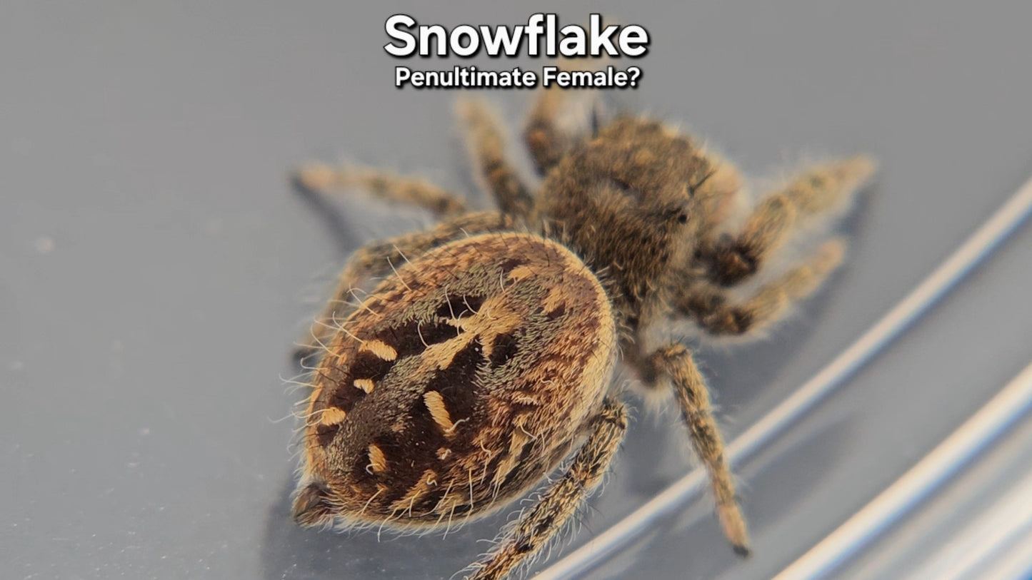 Snowflake - Female(?) Phidippus texanus