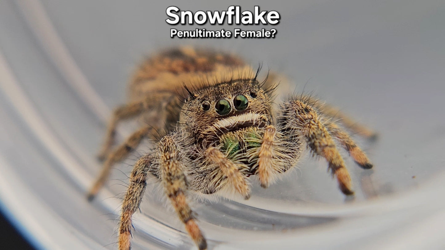 Snowflake - Female(?) Phidippus texanus