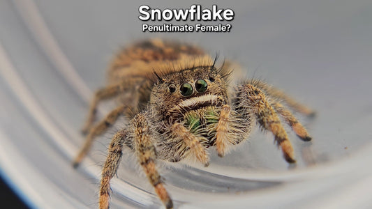 Snowflake - Female(?) Phidippus texanus