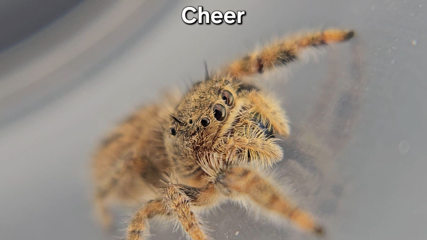 Cheer - Unsexed Phidippus texanus