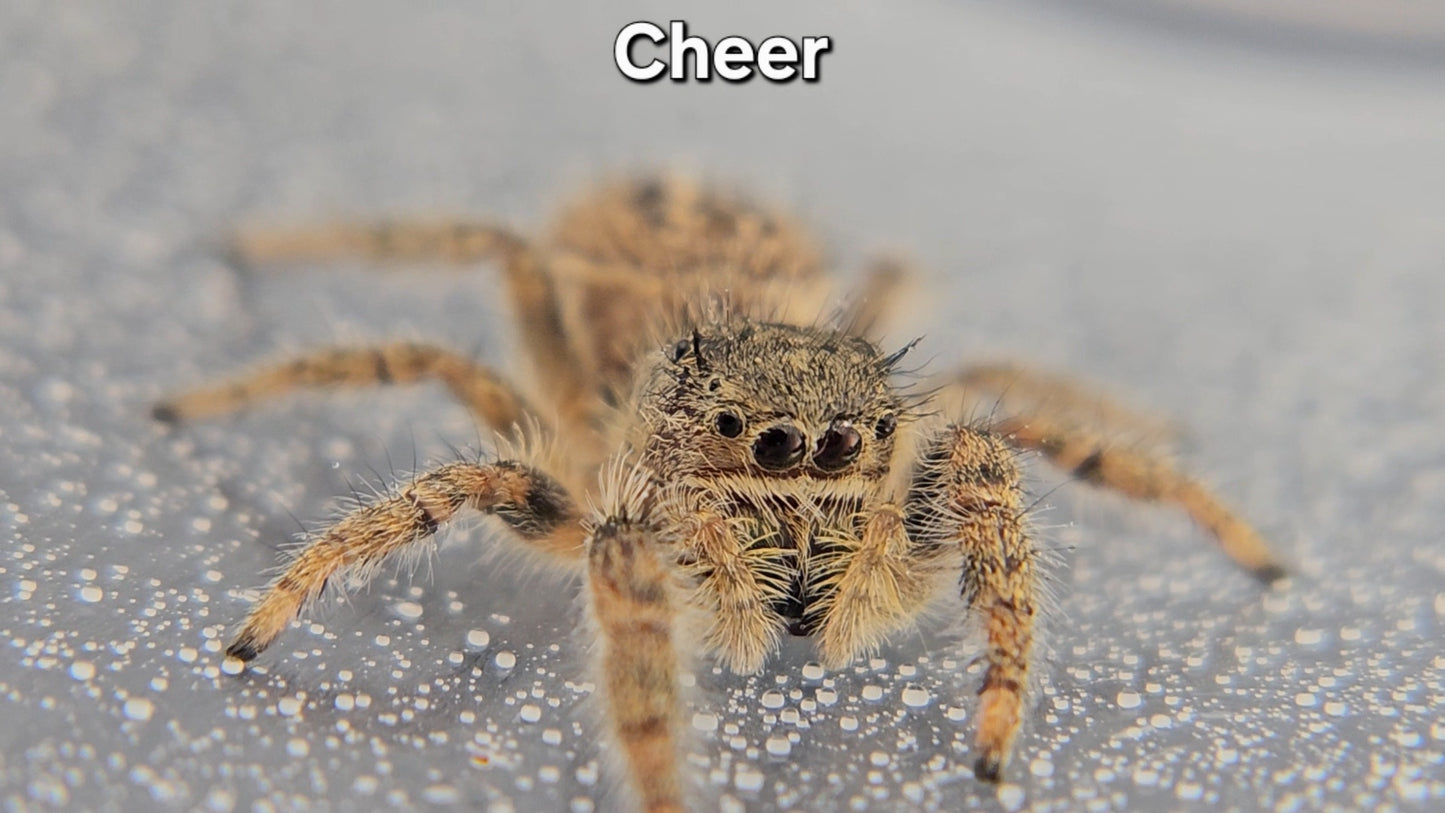 Cheer - Unsexed Phidippus texanus