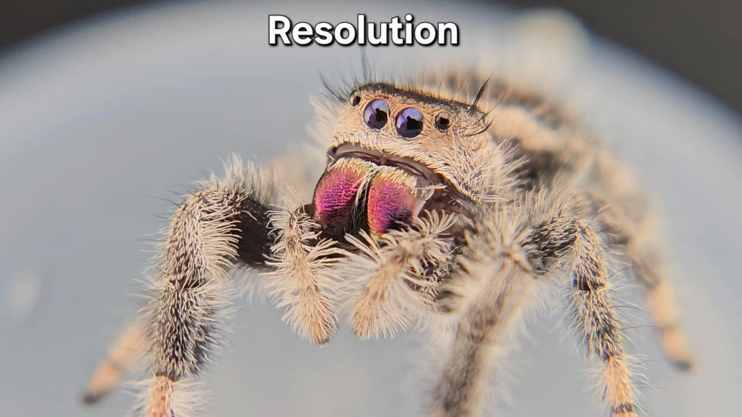 Resolution - Female Regal