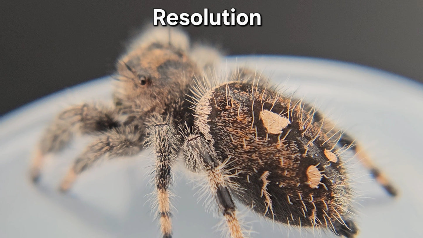 Resolution - Female Regal