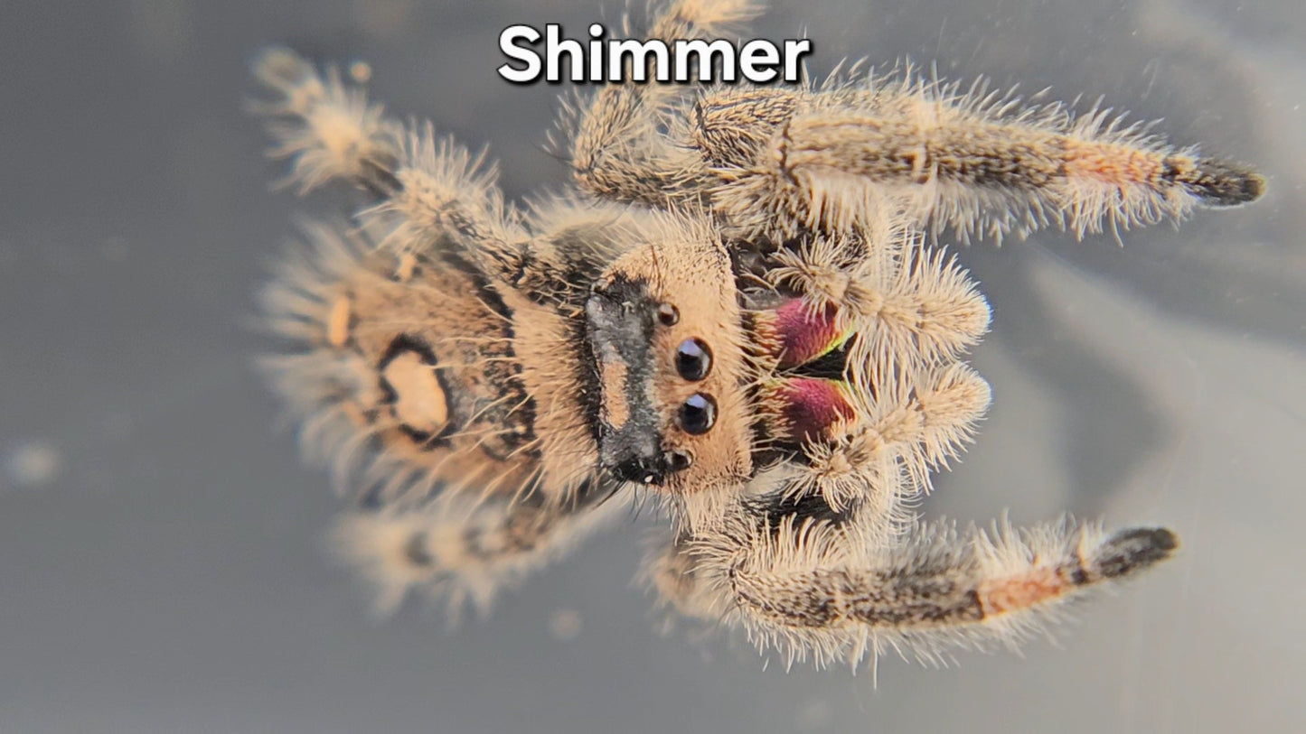 Shimmer - Female Regal