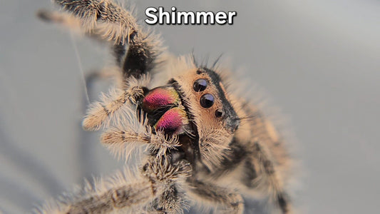 Shimmer - Female Regal
