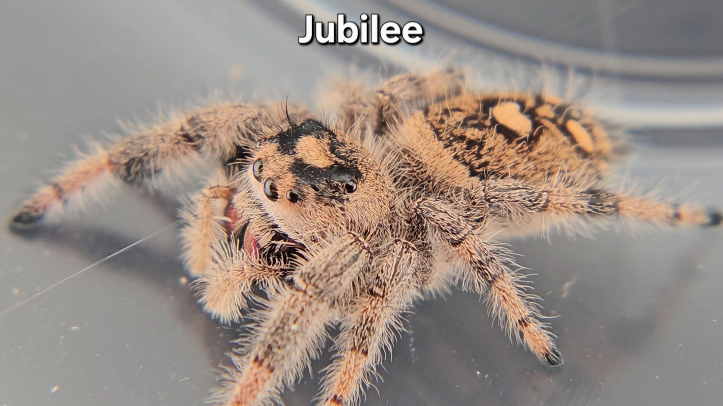 Jubilee - Female Regal