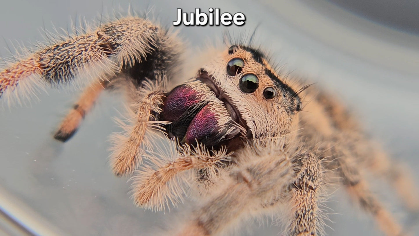 Jubilee - Female Regal