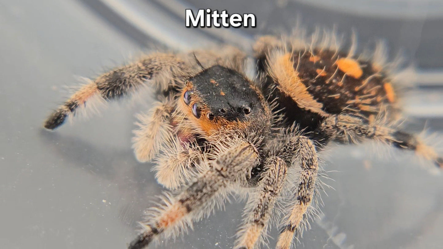 Mitten - Female Regal