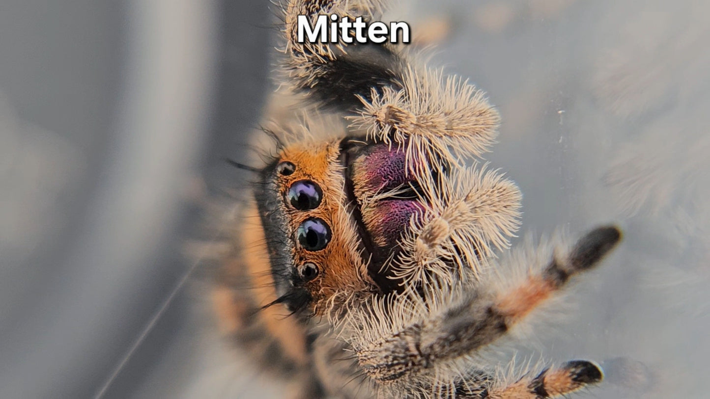 Mitten - Female Regal