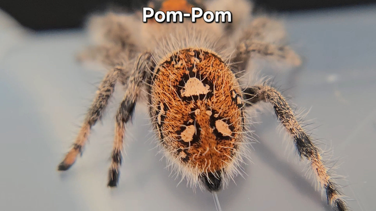 Pom-Pom - Female Regal