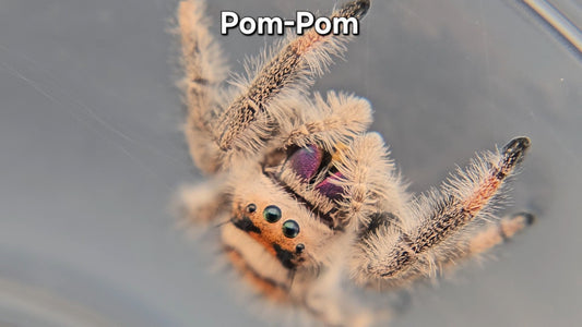 Pom-Pom - Female Regal