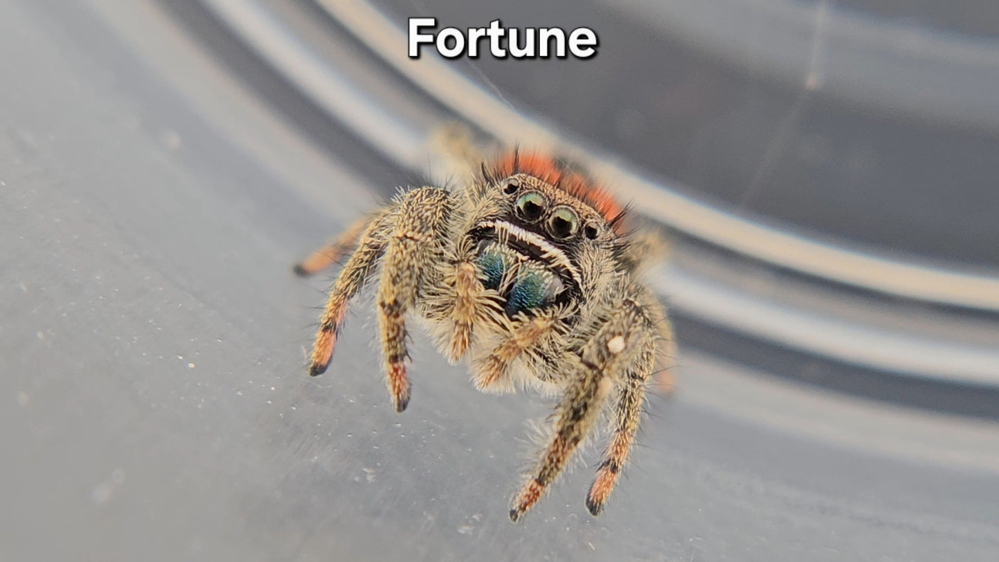 Fortune - Unsexed Phidippus ardens