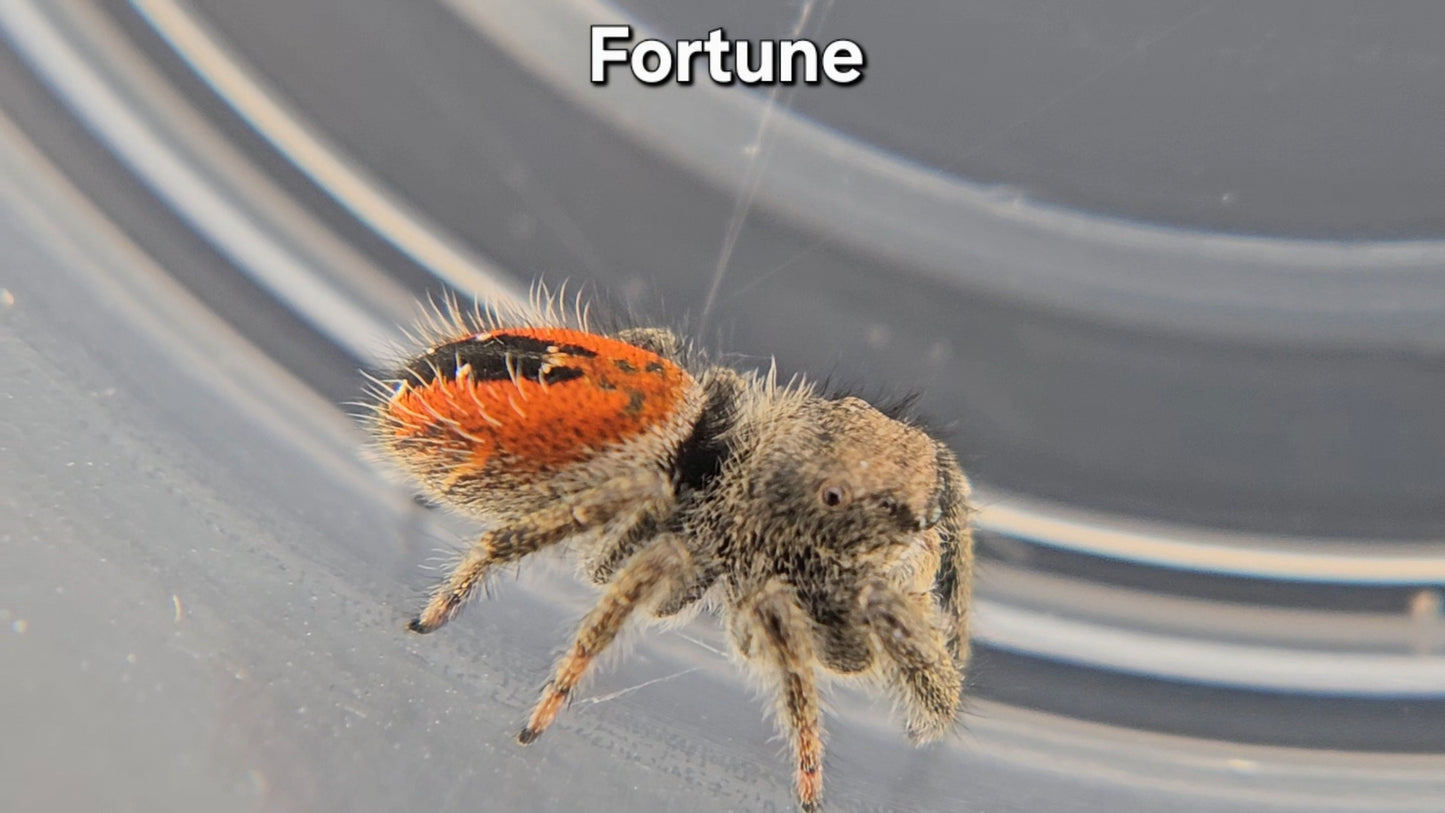 Fortune - Unsexed Phidippus ardens
