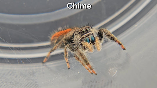 Chime - Unsexed(M?) Phidippus ardens