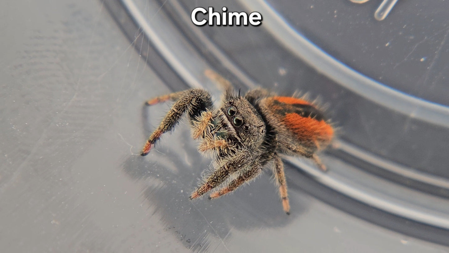 Chime - Unsexed(M?) Phidippus ardens
